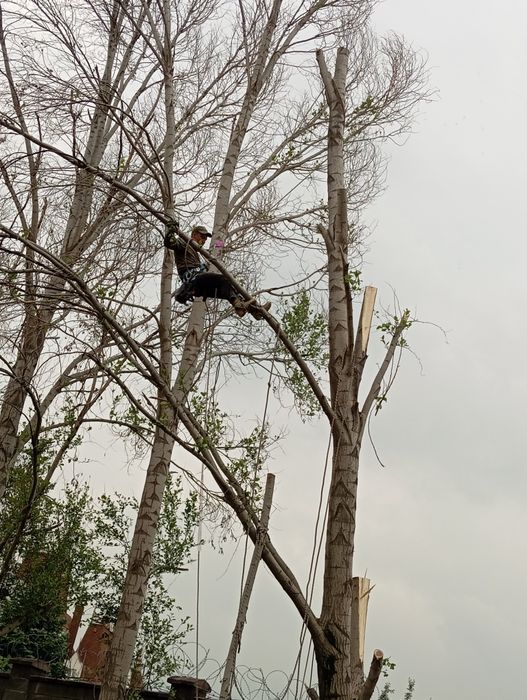 Спил распил деревьев обрезка плодовых деревьев