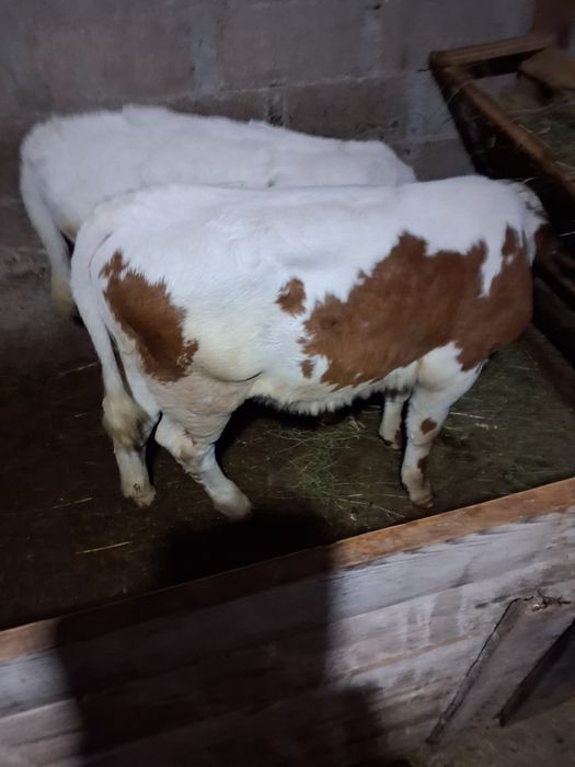 Vand 6  vitele baltata romaneasca
