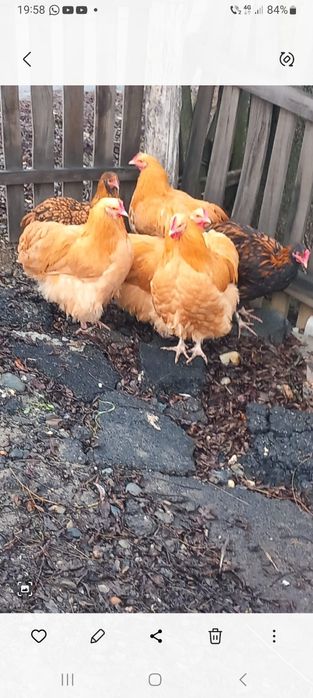 Găini orpinton de vânzare