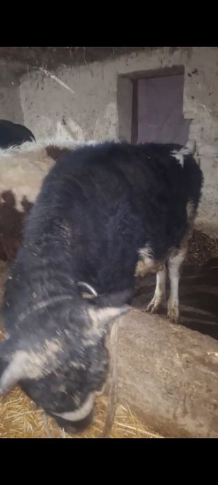 Бука сатылады продам