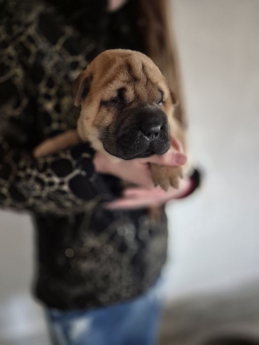 Shar pei drăgălași