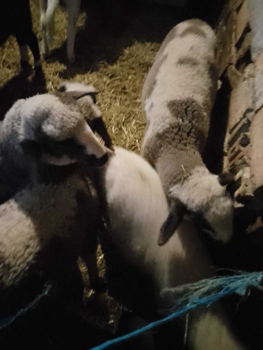 Агнета Долни чифлик варненско 6€ живо тегло и трупно 12€