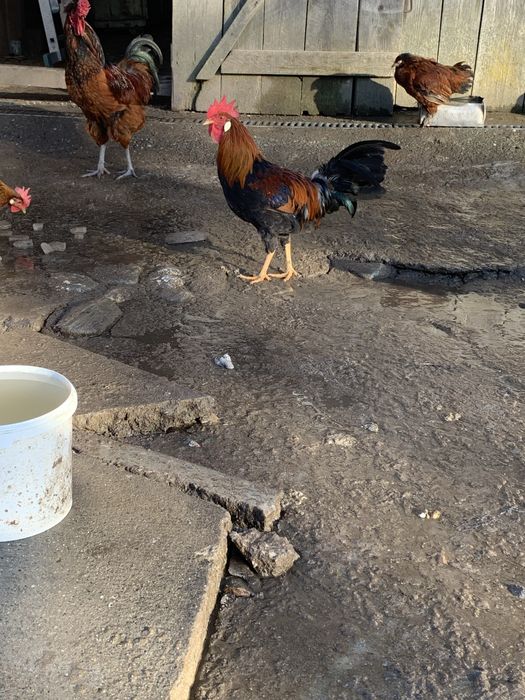 Vand cocosi rasa italiana potarnichie