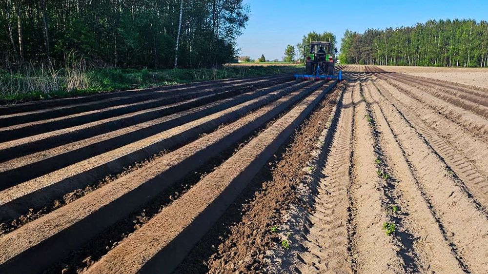 Лехообразовател два или четири реда.