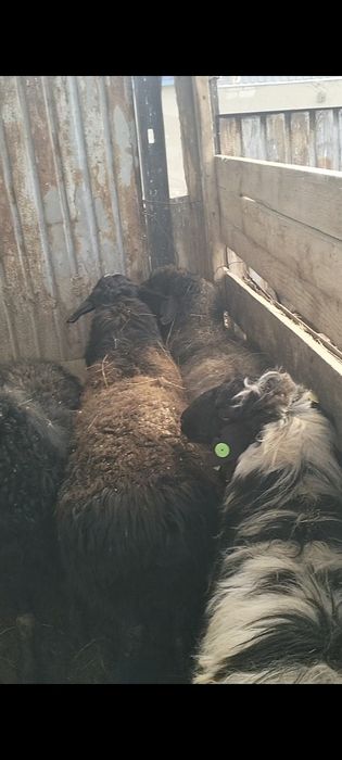 Қой сатылады.      .