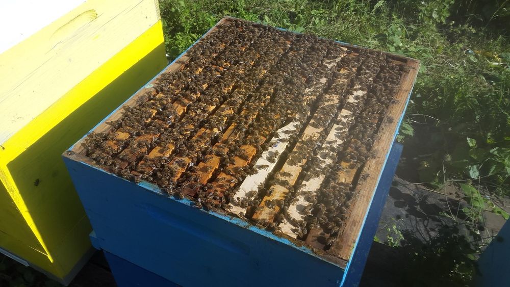 Малки пчелни семейства (отводки) 2026