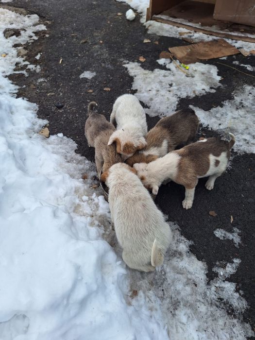 Отдам щенят средней породы