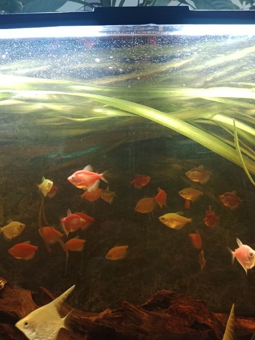 Тернеция гло фиш