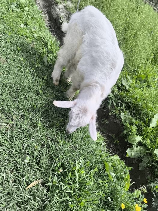 Йиб ичишига кафолат бераман