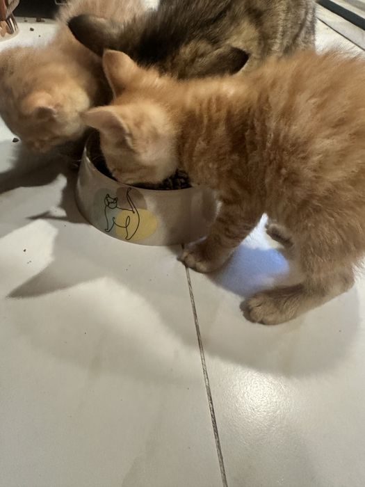 Котенок , кот , домашний питомец