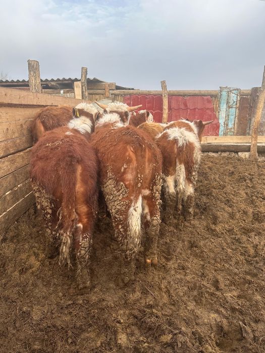 Откормде тұрған бұқалар сатылады