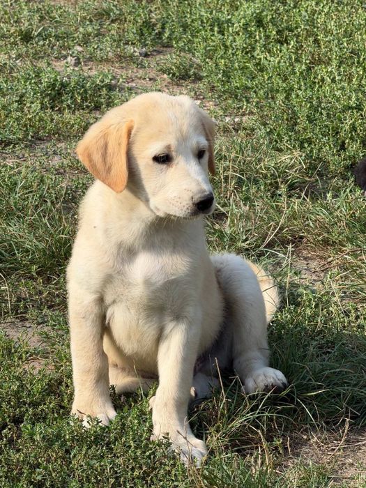 Adopție câini pui talie mare