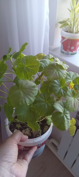 Продам комнатные цветы