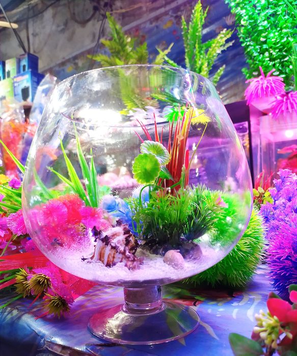 Аквариум БОКАЛ, Рюмка