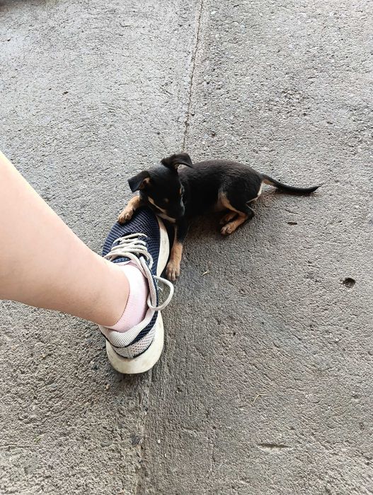 Кученца мини пинчери