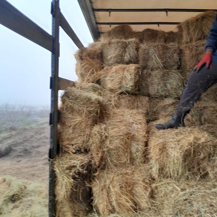 Baloti Rotunzi Lucerna min.40.or fan.Drept.min.500.Transport inclus>RO