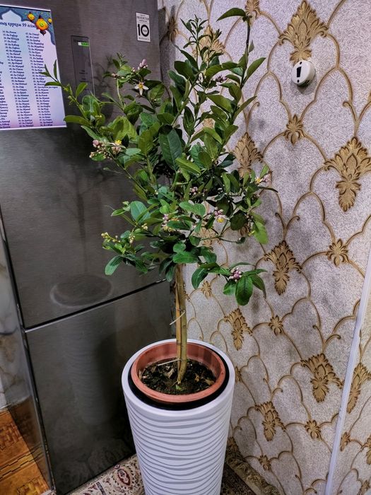 Домашние растения. Есть доставка