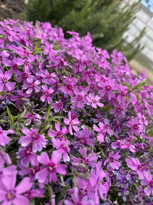 Многолетние цветы