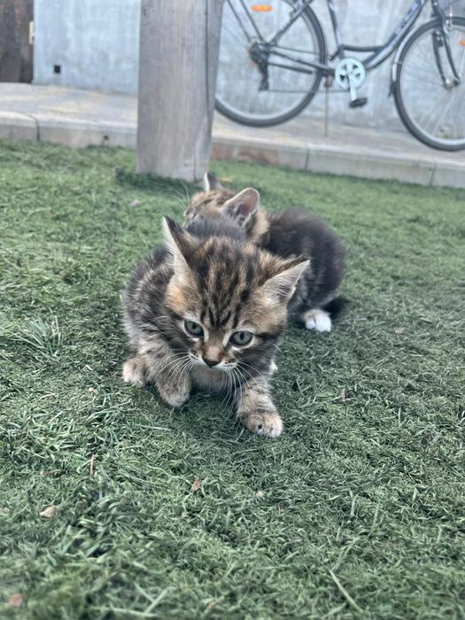 Продам британцев