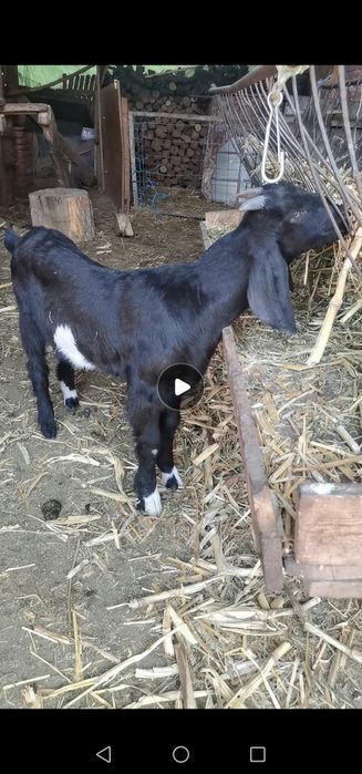 Tap Anglo Nubian de 3 luni