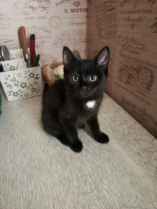 Котята в добрые ручки