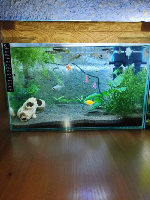 Продам аквариум с рыбками