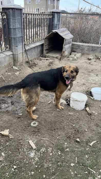 Продается немецкая овчарка