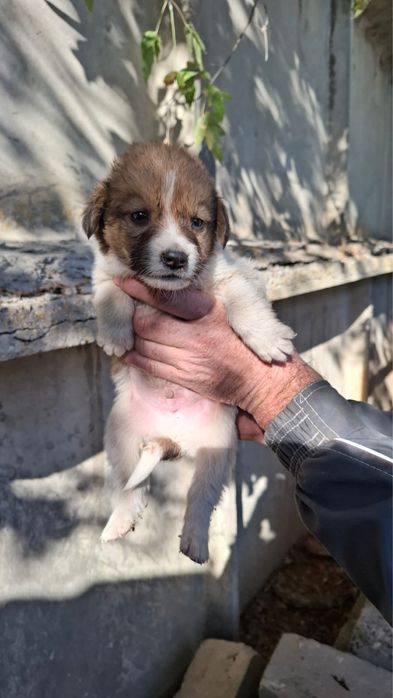 Щенята хорошие 1 месяц