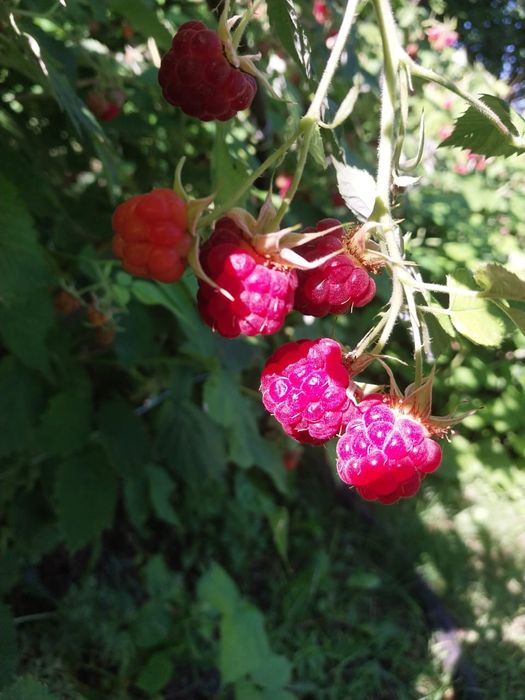 Продам дачу. ст. Хуторок