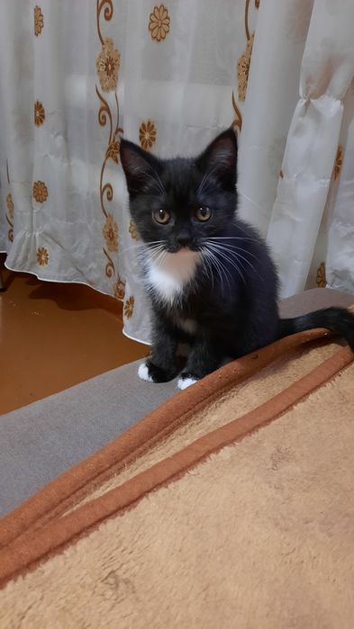 Котят Шатланских. СРОЧНО. Хорошая скидка в хорошие руки.
