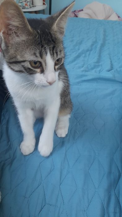 Подарявам 3 котета.Спасени.