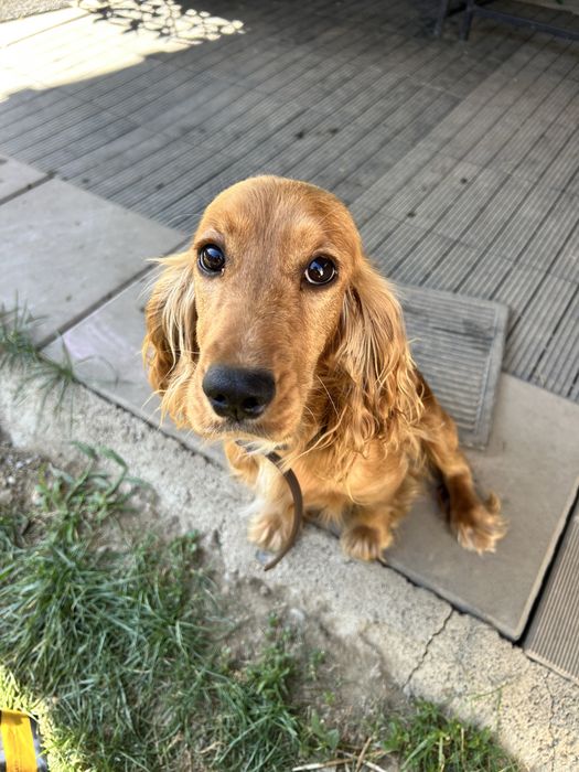 Donez catei, mama cocker spaniel