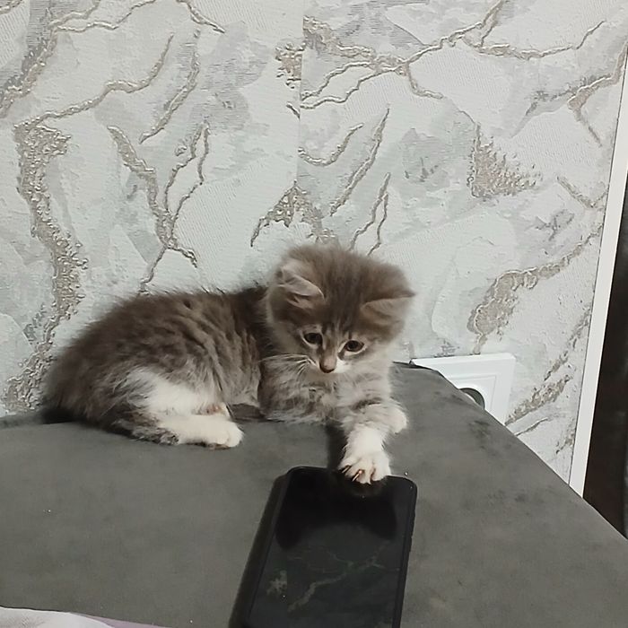Отдам в добрые  руки девочку шотланку
