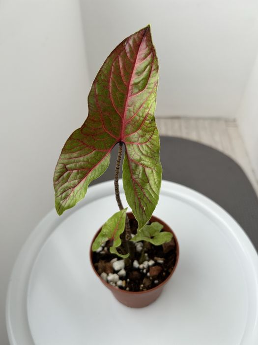 Продам редкое растение