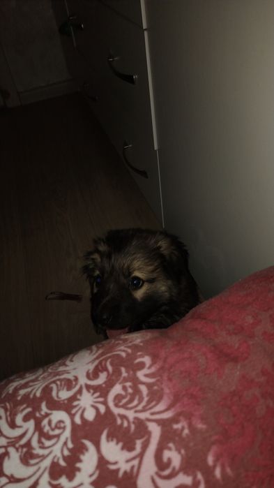 Отдам щенка в добрые руки