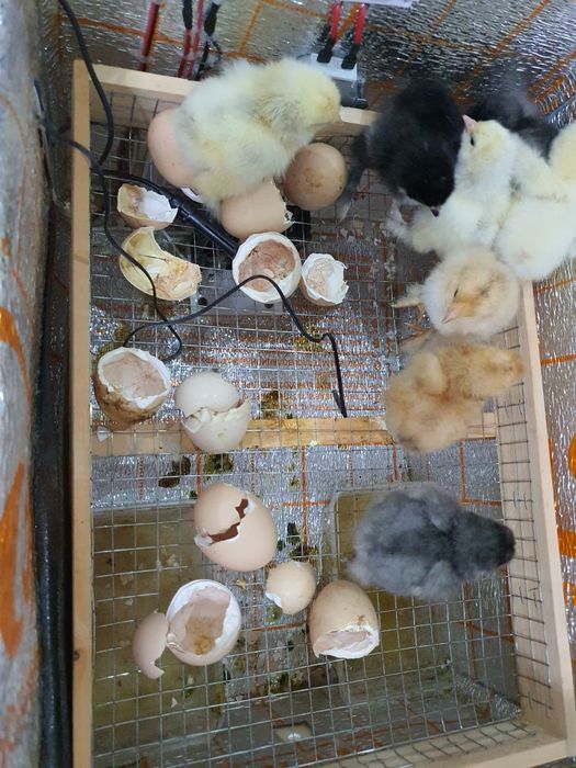 Inkubator Nasiya savdo