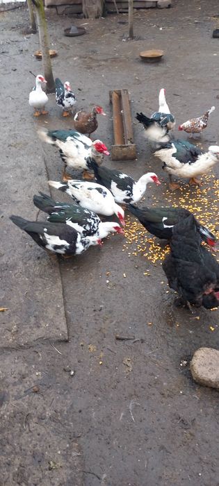 Vând rate și rățoi mute