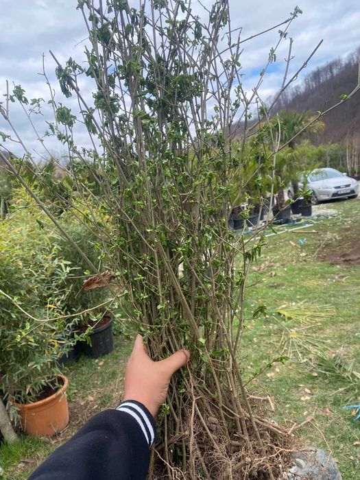 Lemn cainesc Pentru un gard viu minunat ! ligustrum ovalifolium
