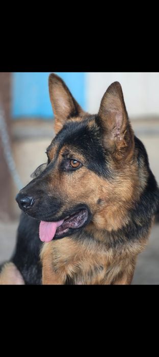 Немецкая овчарка (щенки девочки)