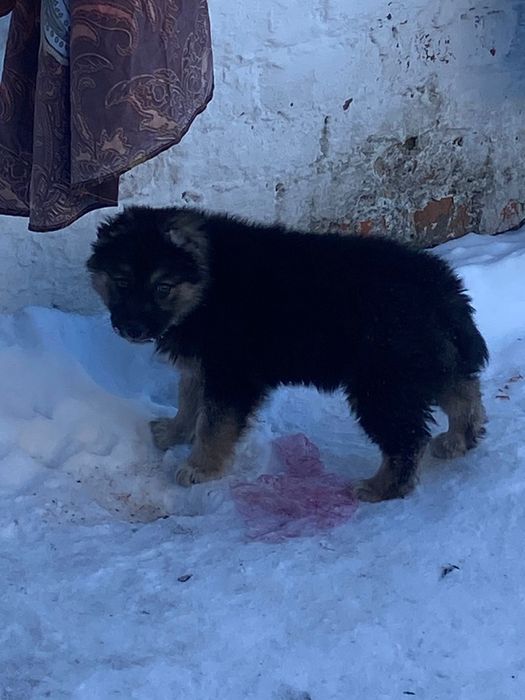 Продам щенка Алабая