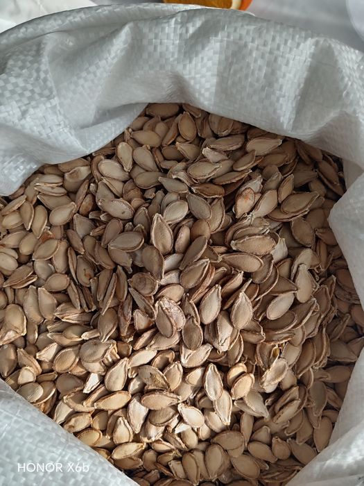 Семена тыквы американка