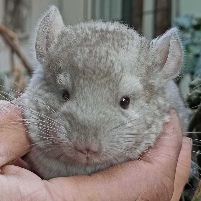 Шиншиллы от племенных родителей