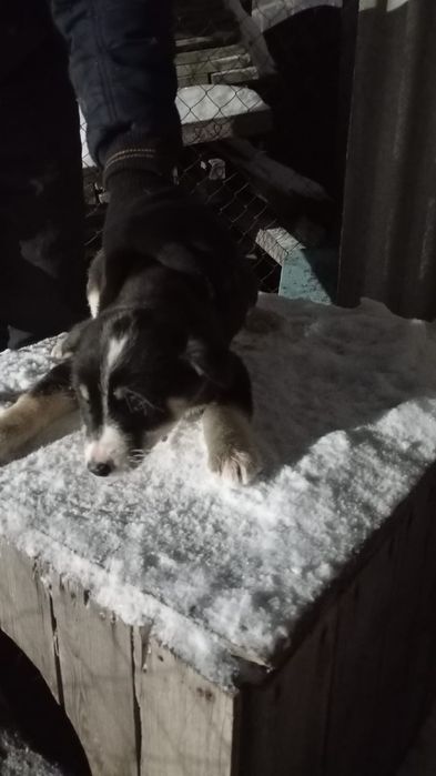 Отдам щенков в добрые руки