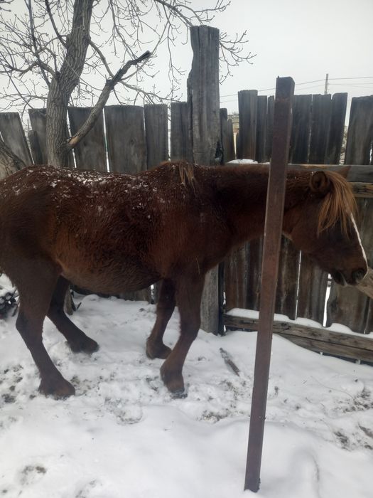 Продам жеребую кобылу