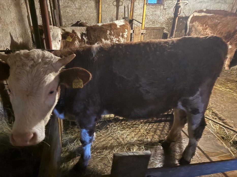 Taur, junincă și vițel Bălțată Românească de origine