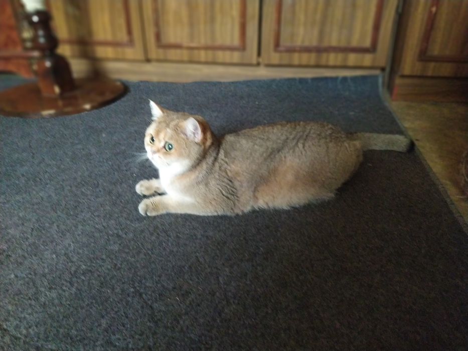 Золотая шиншилла