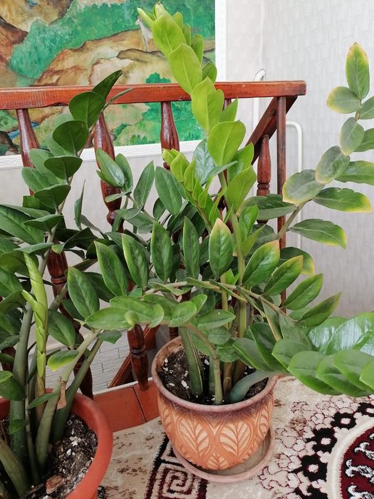 Доллор гүлі. Сатылады