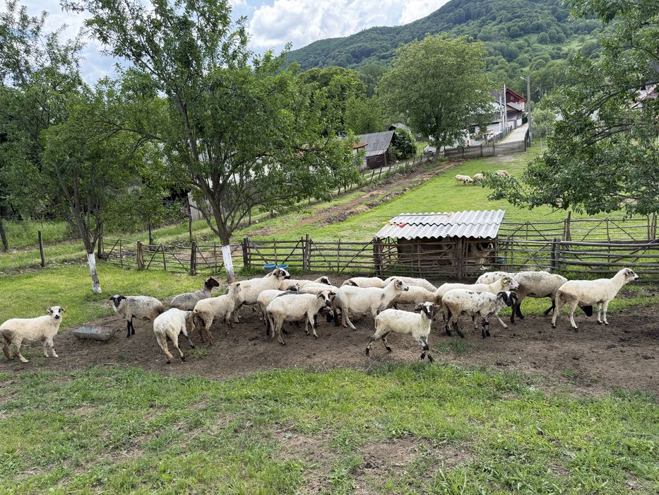 Vand oi pentru tinut