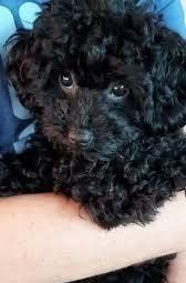 Продаются щенки  пуделя.  Девочки.