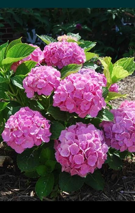 Озеленяване и поддръжка за вашата градина